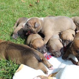 American Bully Puppies from PlayHouse Bullies