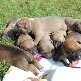 American Bully Puppies from PlayHouse Bullies