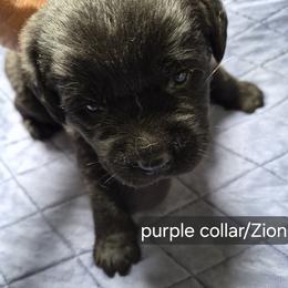 Zion purple collar - Black male Labrador Retriever puppy in Greenwich, Ohio from Pure Gem Kennel