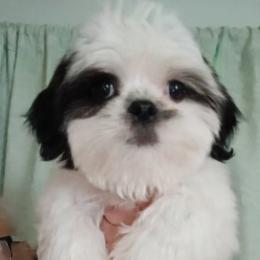 Shih Tzu puppies from Charming Southern Shih Tzu