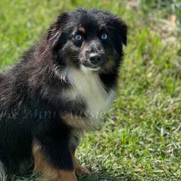 Tasha - Toy Australian Shepherd