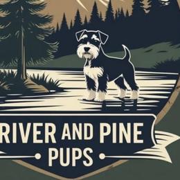 Miniature Schnauzers and Schnoodles from River and Pine Pups