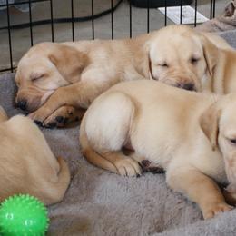 Labrador Retriever Puppies from MnK Family Labs