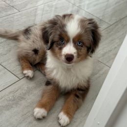 Samantha (Sammy) - Red merle female Miniature Australian Shepherd puppy in Fort Myers, Florida from Gilmore Aussie Posse of Florida Pure-bred Miniature Australian Shepherds