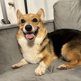 Constant - Pembroke Welsh Corgi