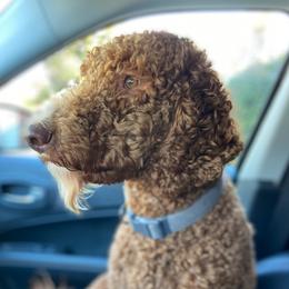 Chewie - Labradoodle