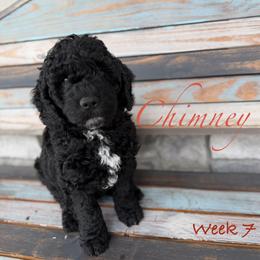 Chimney - Black male Goldendoodle puppy in Frostproof, Florida from Lover Dover Doodles