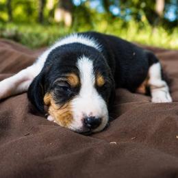 Blue girl - Tri-colored female Treeing Walker Coonhound puppy in Lovelady, Texas from 3 Color Kennel