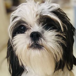 Maggie - Shih Tzu