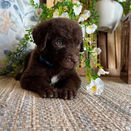 Connor - Dark brown male Chesapeake Bay Retriever puppy in Ulen, Minnesota from North Wind Gundogs