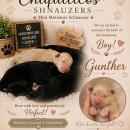 Gunther - White male Miniature Schnauzer puppy in Miami, Florida from Chiquiticos Shnauzers
