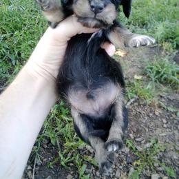 Tramp - Black and tan male Dachshund puppy in Brave, Pennsylvania from Maple Moon Mini Dachshunds