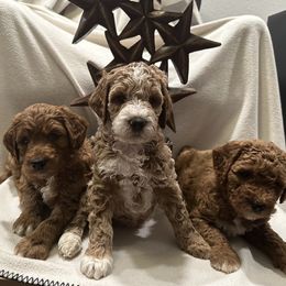Goldendoodle Puppies from Colorado Dreamin Doodles