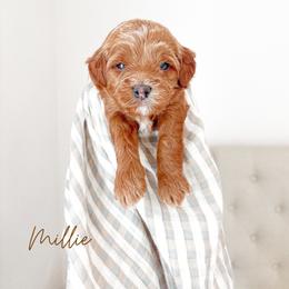 Millie - Red  female Goldendoodle puppy in Vancouver, Washington from Pnwfamilydoodles
