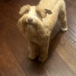 Poppy - Miniature Schnauzer