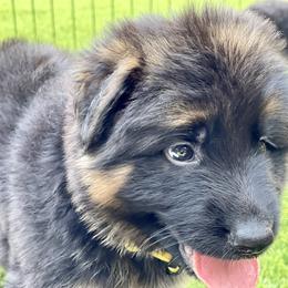 German Shepherd Puppies from Broward Shepherds