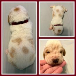 Burgundy collar feamale - Red and white female Basset Hound puppy in Columbia, South Carolina from Pawmetto Hounds