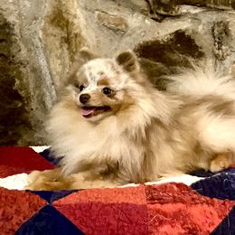 Stone - Pomeranian