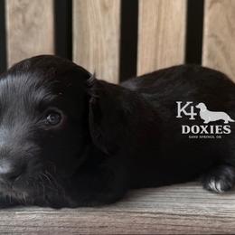 Freedom - Black male Dachshund puppy in Tulsa, Oklahoma from K4 Doxies