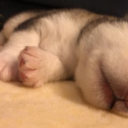 Alaskan Malamute Puppies from Sigma Alaskan Malamutes