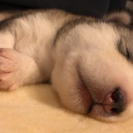 Alaskan Malamute Puppies from Sigma Alaskan Malamutes