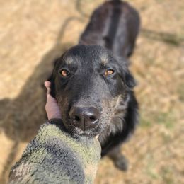 Salva - Australian Shepherd