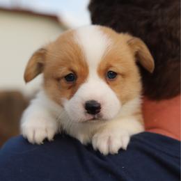Lilac - Red female Pembroke Welsh Corgi puppy in Butte Meadows, California from Julia's Pembroke Welsh Corgis