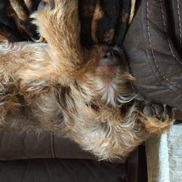 Coco  - Otterhound