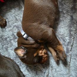Male1 - Red and rust male Doberman Pinscher puppy in Anderson, Indiana from Legendary Kennels