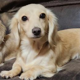 Annie - Dachshund