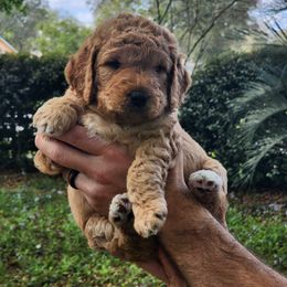 Goldendoodle Puppies from Evergrace Farm Doodles