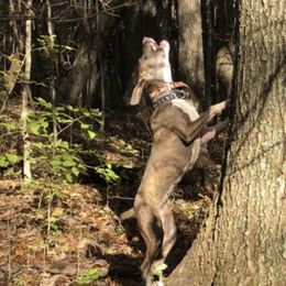 Cali - Mountain Cur