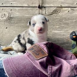 Stigr - White and blue merle male Border Collie puppy in Aledo, Illinois from Claycreek Ranch