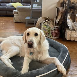 Hazel - Golden Retriever
