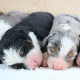 Bernedoodle puppies from Archer Hill Farm