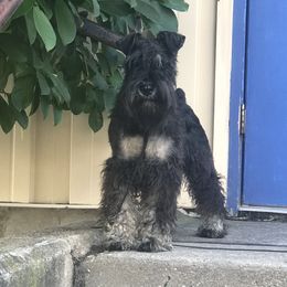 Bruno  - Miniature Schnauzer