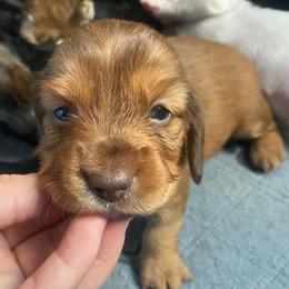 Fawn - Red female Dachshund puppy in Trenton, Florida from Tweenie Weenie Dachshunds