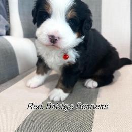 Red girl - Tri-color female Bernese Mountain Dog puppy in Payson, Utah from Red Bridge Berners