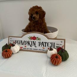 Red - Red  male Poodle puppy in Bakersfield, California from Pups and Paws Toy Poodles