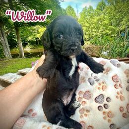 Willow - Black and white female Assorted Doodle Crosses puppy in Coal City, Indiana from Angel Blue Dogs