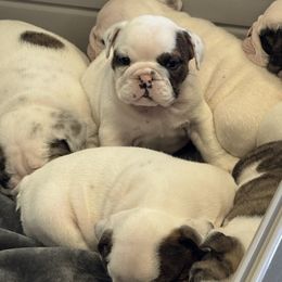 Souxie - White female Bulldog puppy in Grand Island, New York from Buckletucky Farm