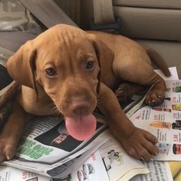 Vizslas from Vizslas Unleashed