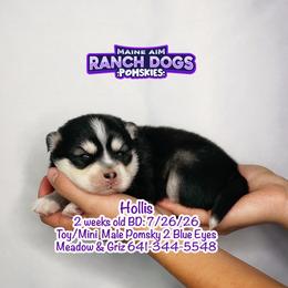 Hollis - Black and white male Pomsky puppy in Humeston, Iowa from M.A.R. Dogs