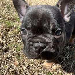 French Bulldog Puppies from Stratton Kennel