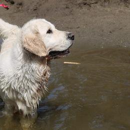 Golden Retrievers from Retrievers of Hope
