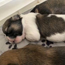 Julie - Brindle and white female Shih Tzu puppy in Memphis, Tennessee from Lady and the Tramp