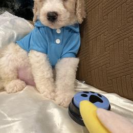 Zane - Parti male Poodle puppy in Mobile, Alabama from Semmy’s Standard Poodle LLC