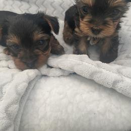 Yorkshire Terrier Puppies from KH Yorkies