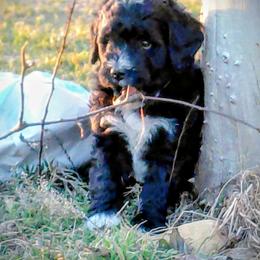 Assorted Doodle Crosses Puppies from Southern Star Goldendoodles