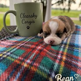 Bean - Red male Pembroke Welsh Corgi puppy in Rose, Nebraska from Clearsky Corgis